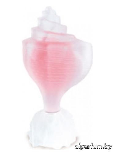 Pink Conch