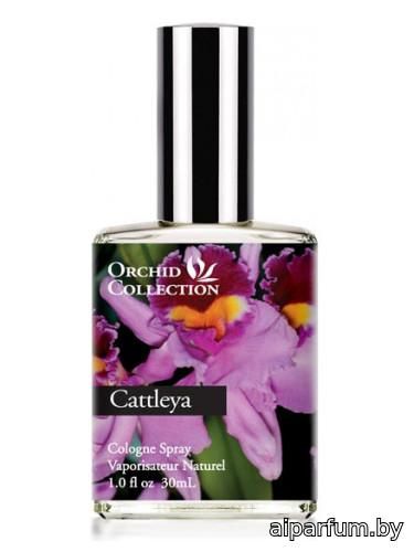 Cattleya Orchid