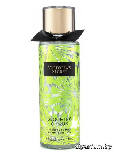 Blooming Citrus