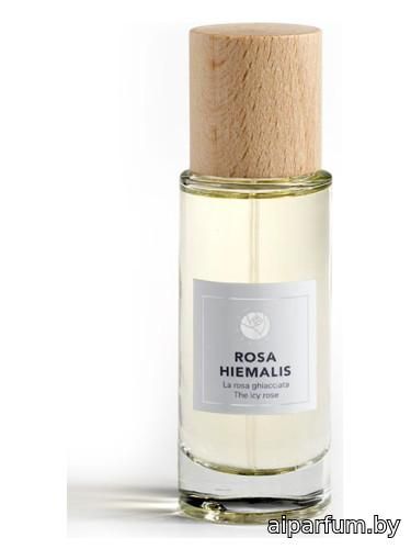 Rosa Hiemalis 