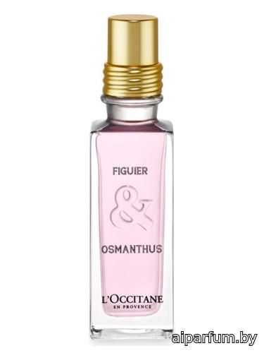 Figuier & Osmanthus