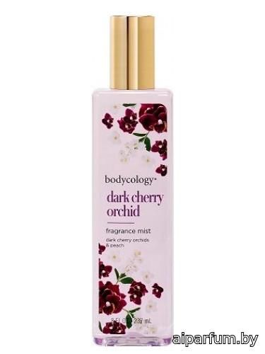 Dark Cherry Orchid