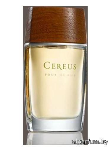 Cereus No.7