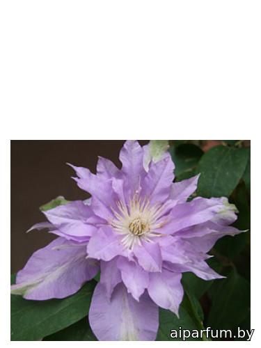 Fleur De Lilac