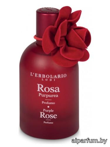 Purple Rose - Rosa Purpurea