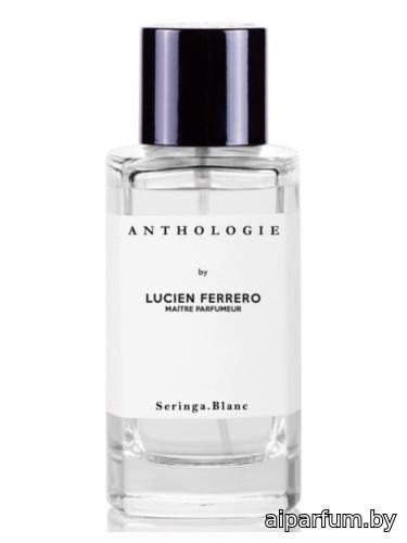 Seringa Blanc