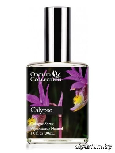 Calypso Orchid