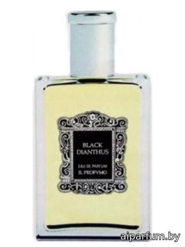 Black Dianthus