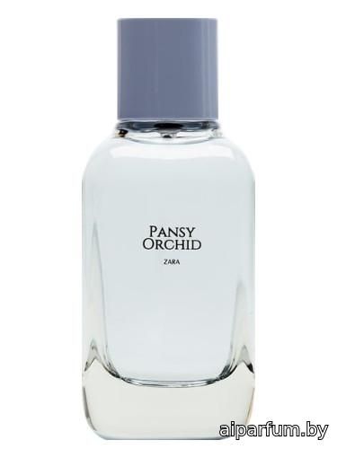 Pansy Orchid