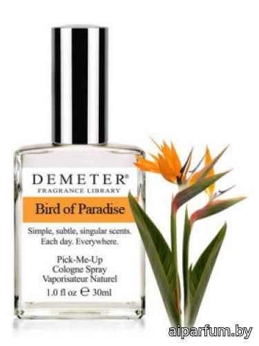 Bird of Paradise