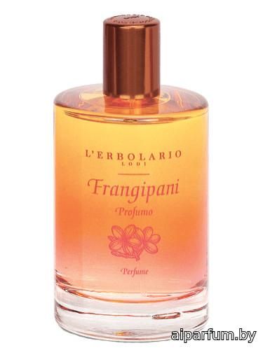 Frangipani
