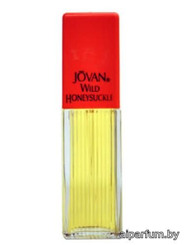 Wild Honeysuckle