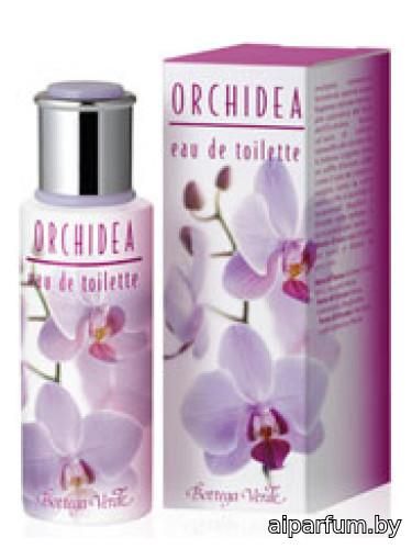 Orchidea