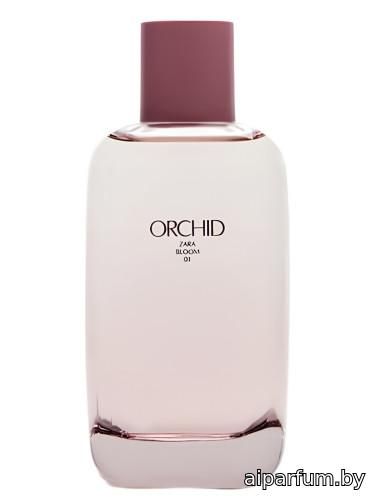 Orchid Bloom 01