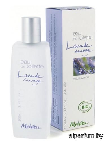 Wild Lavender