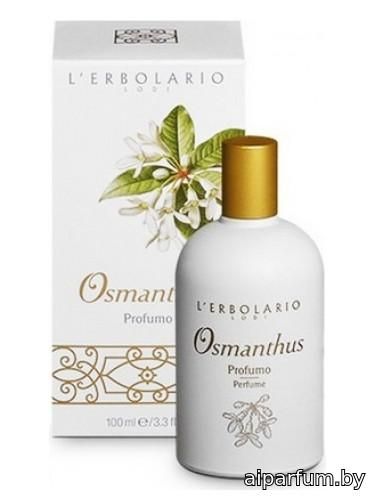 Osmanthus