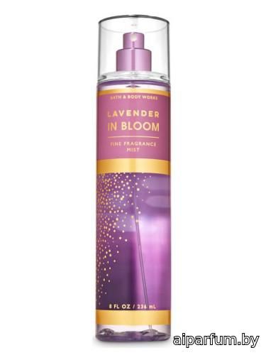 Lavender in Bloom