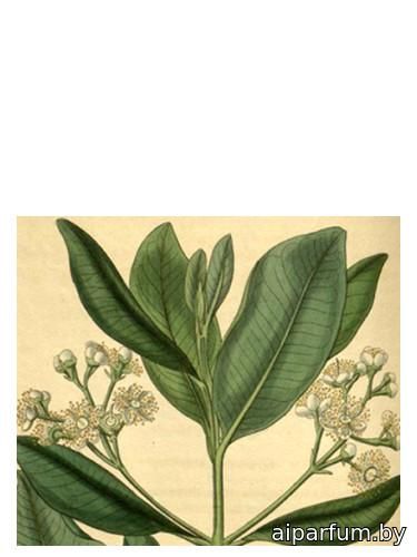 Bay Rum
