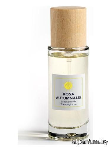 Rosa Autumnalis 