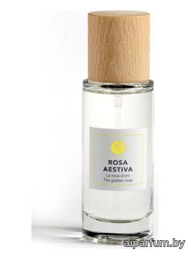 Rosa Aestiva