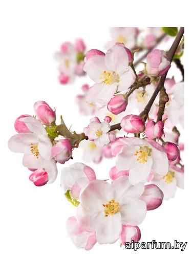 Japanese Garden CVS Essence of Beauty