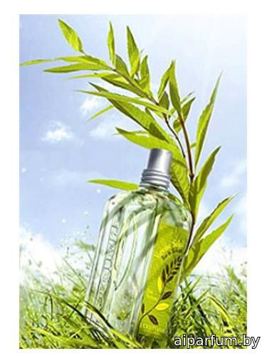 Verbena Sun