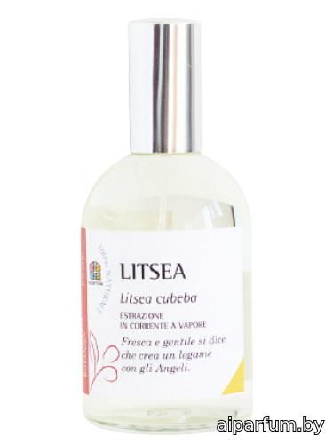 Litsea