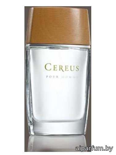 Cereus No.4